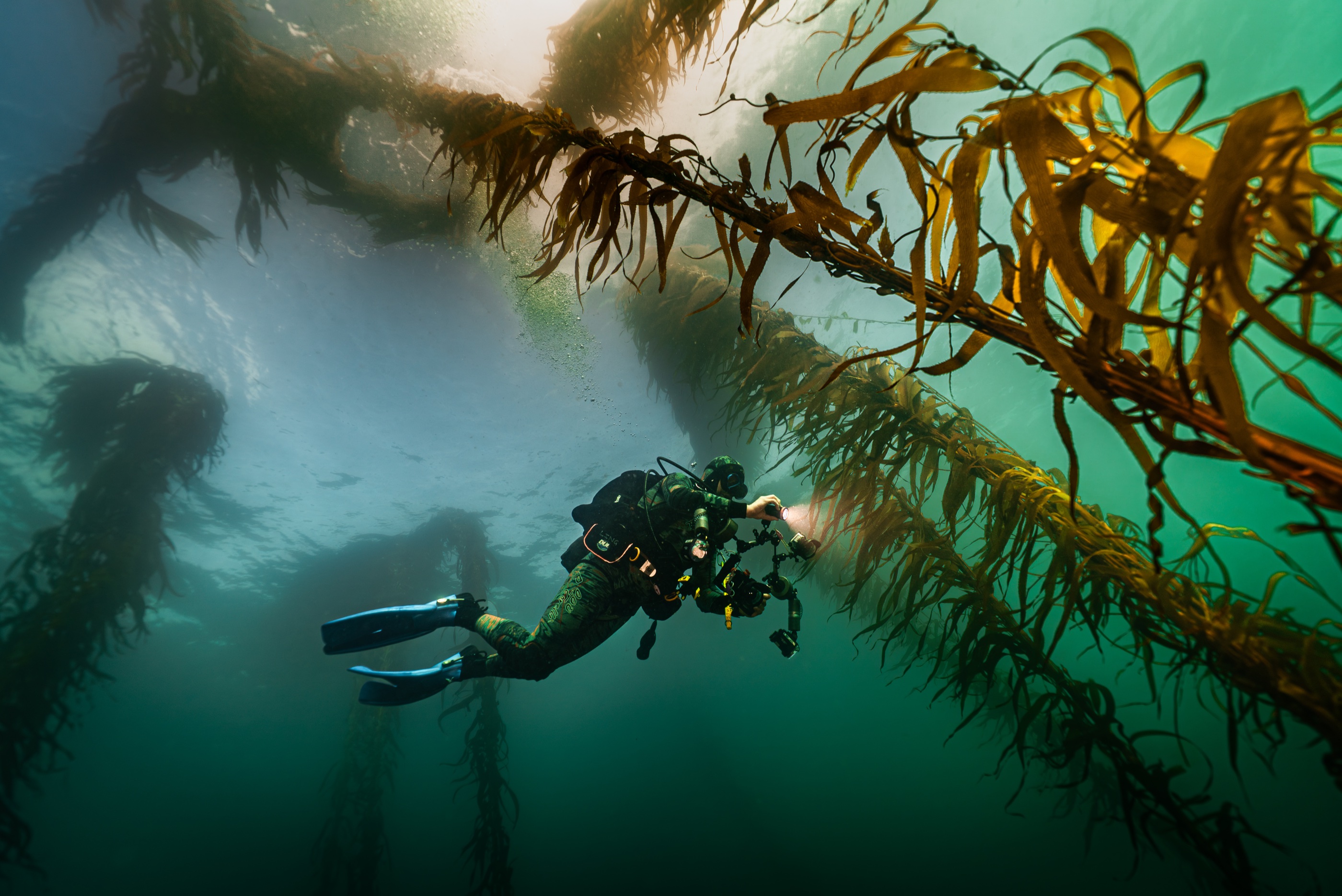 A diver working among giant kelp