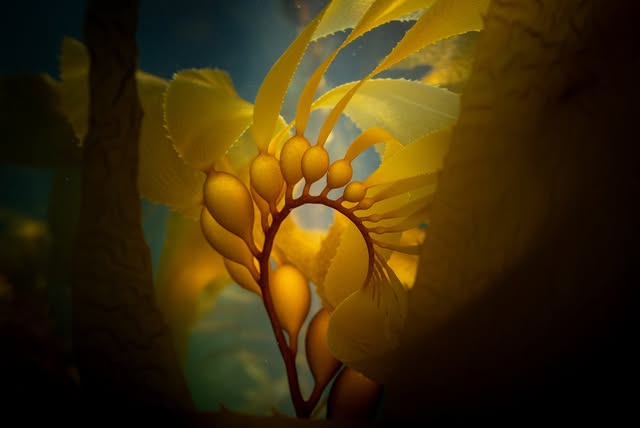 Golden kelp underwater