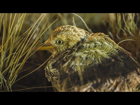 Still from the Patho Plains conservation film