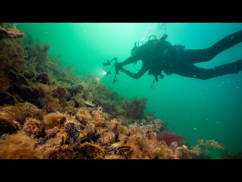 Still from the shellfish reef restoration film